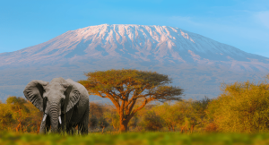 Elephant stood in front of a mountain in Tanzania on adventure holiday