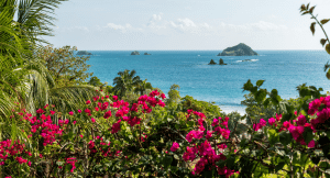 Beautiful flowers blooming in Costa Rica in the green season