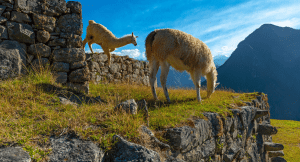 Pair of llamas standing on a ledge in Peru