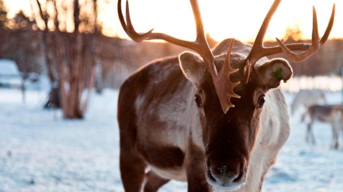 Lapland Experiences & Local Activities | Not In The Guidebooks