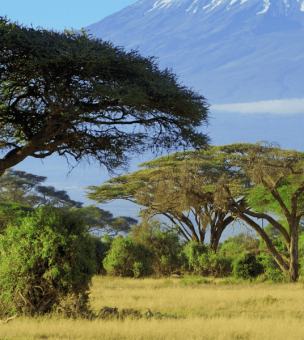 What to do in Kenya: From Ranges to Rainforest image