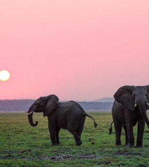 Top Wildlife Holidays around the World image